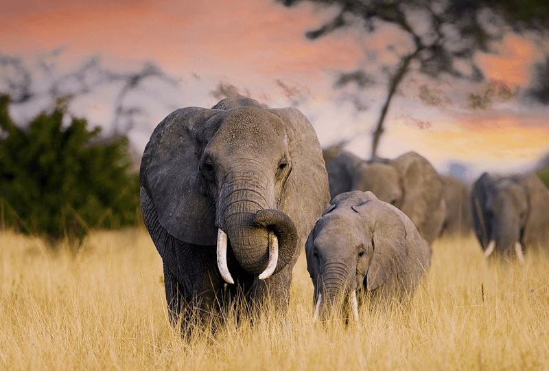 Kenia Safari