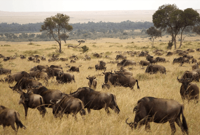 Kenia Safari